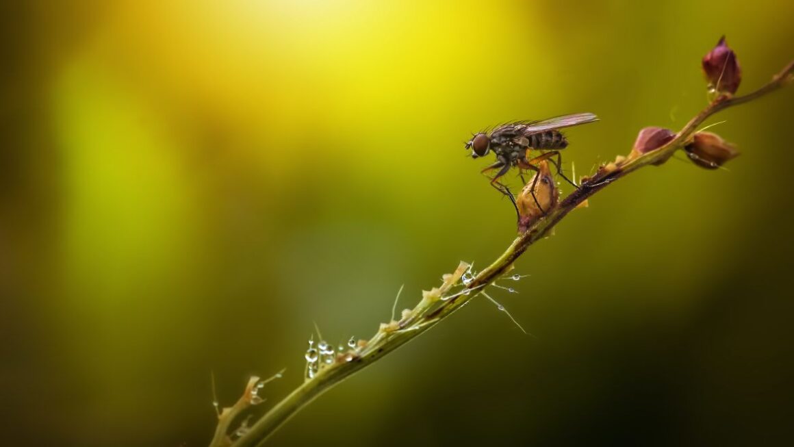 where-do-flies-go-at-night-old-to-new-homes