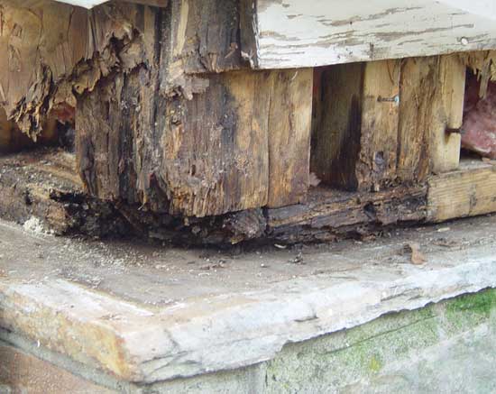 wood rot repairs