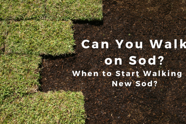 Can You Walk on Sod? When to Start Walking on New Sod?